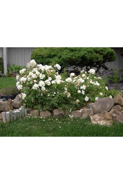 White Fairy – білосніжна казка у саду.