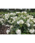 Троянда поліантова Вайт Фейрі | Роза полиантовая Вайт Фейри | Rosa polyantha White Fairy