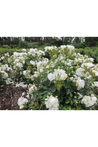 Вайт Фейрі – пишний килим білих квітів.