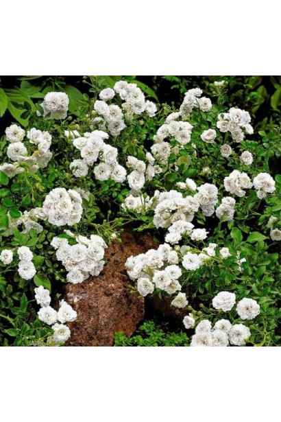 Вайт Фейрі – білосніжний акцент для саду.