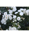 Роза полиантовая Вайт Фейри | Троянда поліантова Вайт Фейрі | Rosa polyantha White Fairy