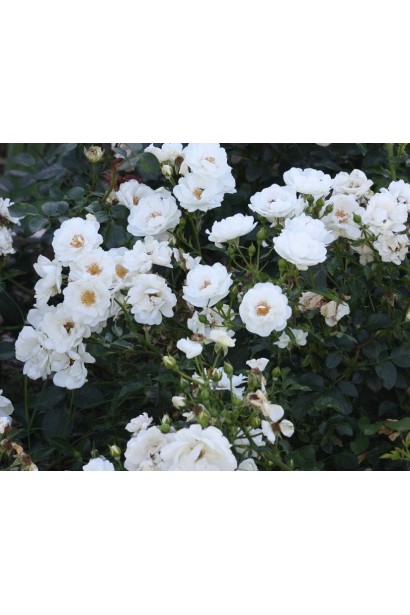 White Fairy – декоративність у кожному бутоні