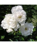 Роза полиантовая Вайт Фейри | Троянда поліантова Вайт Фейрі | Rosa polyantha White Fairy