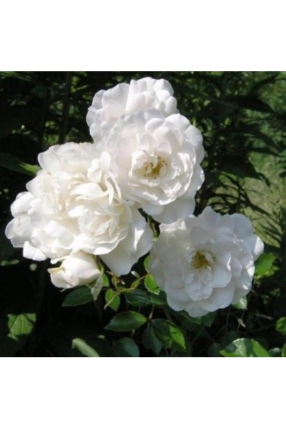 White Fairy – мініатюрна садова прикраса.