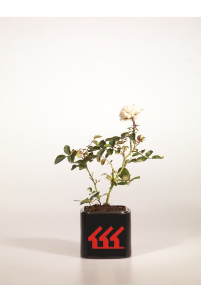 Саджанець троянда поліантова Вайт Фейрі