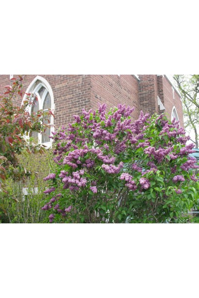 Бузок Катерина Хавемейєр у цвіті