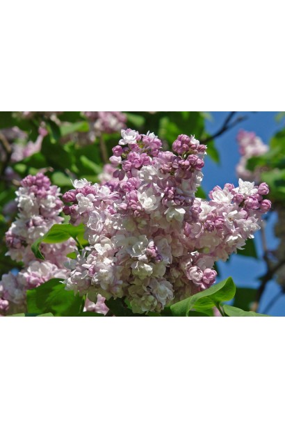 Рожеві квіти бузка звичайного