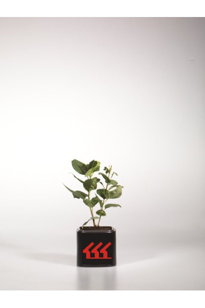 Бузок звичайний Катерина Хавемейєр