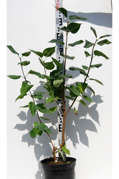 Бузок звичайний Катерина Хавемейєр