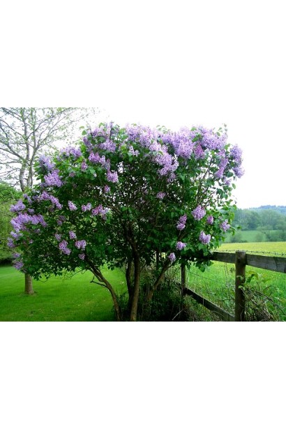 Бузок Katherine Havemeyer у весняному саду