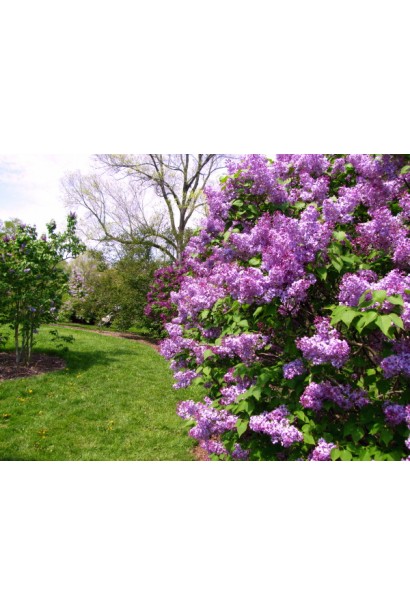 Густий кущ бузка Katherine Havemeyer