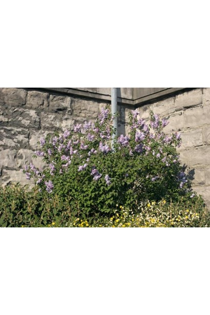 Бузок Катерина Хавемейєр — декоративний кущ