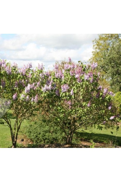 Густий кущ бузка Katherine Havemeyer