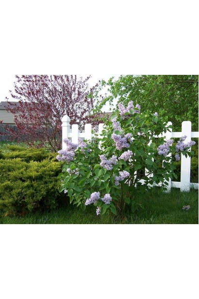 Бузок звичайний Катерина Хавемейєр