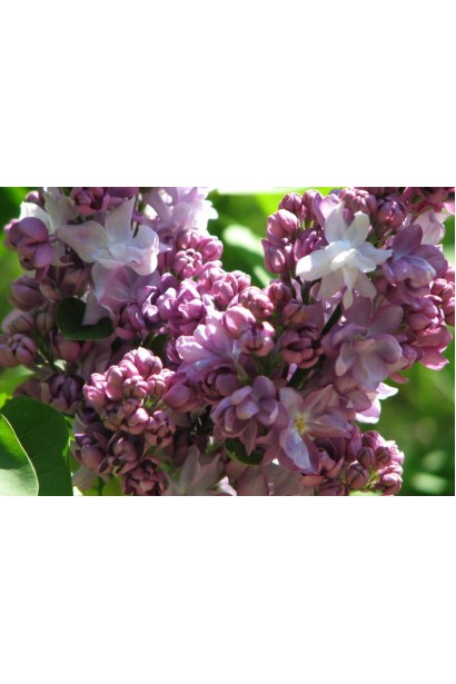 Великі суцвіття бузка Katherine Havemeyer