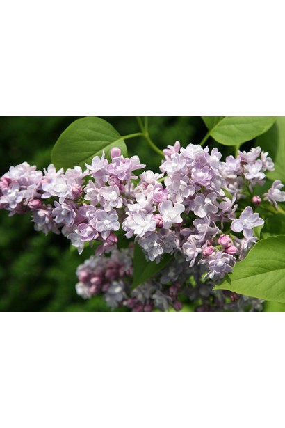 Суцвіття бузка Катерина Хавемейєр