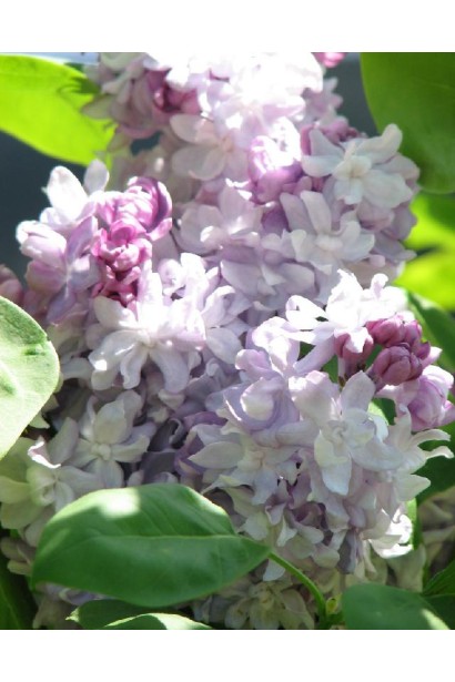 Ніжно-рожевий бузок Катерина Хавемейєр