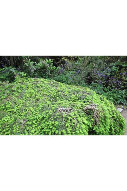 Тсуга канадская Колс Прострейт для почвопокровного использования.