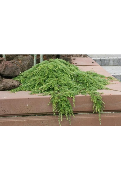 Тсуга канадская Колс Прострейт как почвопокровное растение.