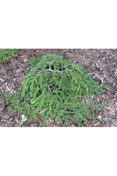 Tsuga canadensis Cole’s Prostrate