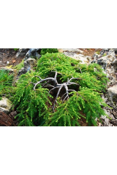 Тсуга канадская Колс Прострейт