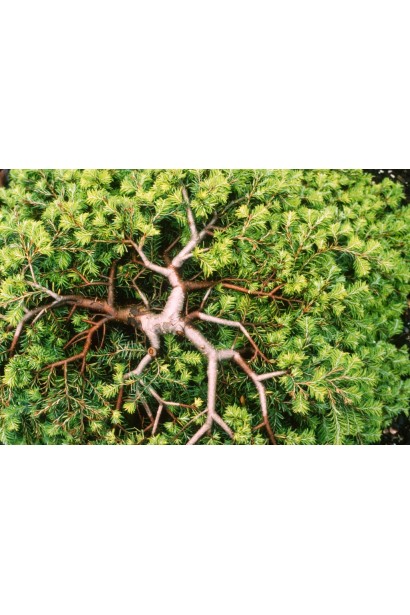 Тсуга канадская Колс Прострейт