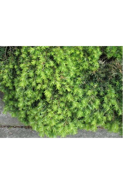 Низкорослая Тсуга Колс Прострейт с густой хвоей.
