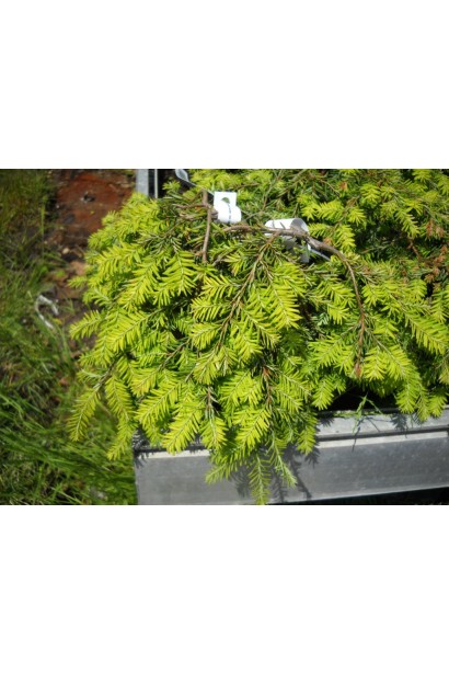 Хвоя Тсуга Колс Прострейт, идеальна для низких бордюров.