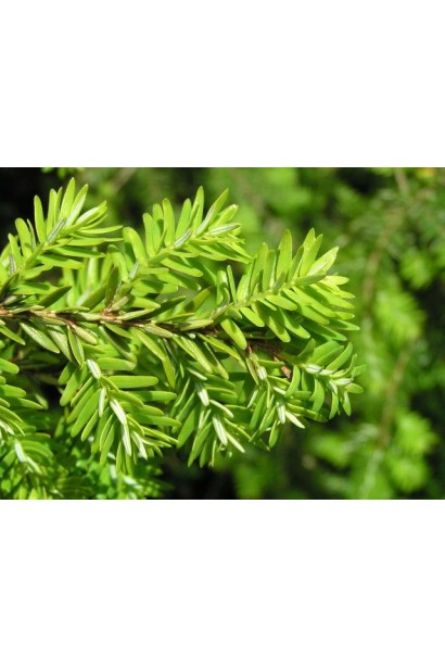 Тсуга Колс Прострейт - хвоя