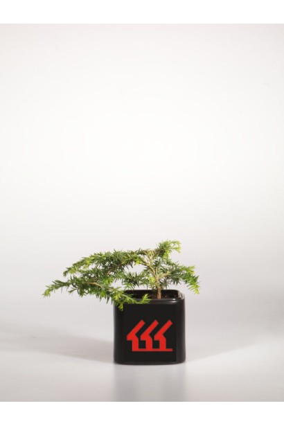 Саженец Тсуга Колс Прострейт