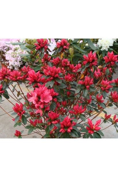 Рясно квітуча азалія Мадам Галле для декоративних композицій.