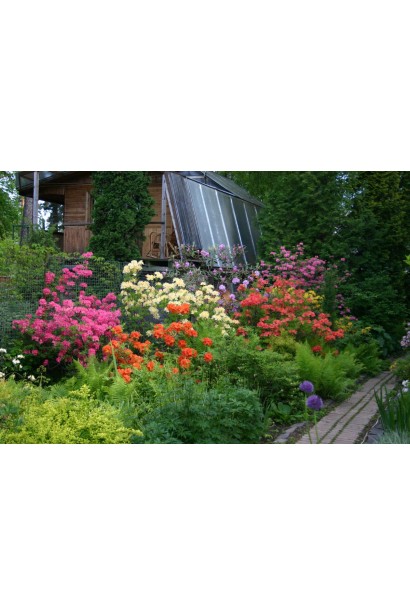 Азалія Madame Galle – яскравий акцент у ландшафті.