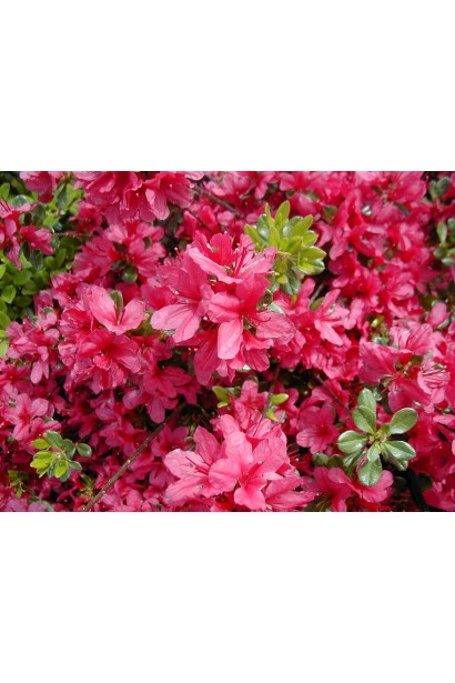 Квітучий кущ Мадам Галле створює затишний садовий простір.