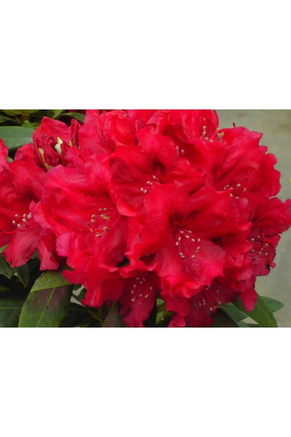 Рододендрон Мадам Галле / Азалія 