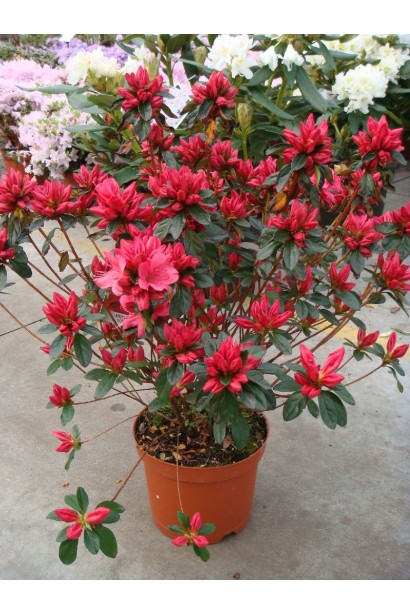 Саджанець Rhododendron Madame Galle з ніжними квітами.