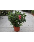 Рододендрон Мадам Галле / Азалия | Рододендрон Мадам Галле / Азалія | Rhododendron Madame Galle / Azalea