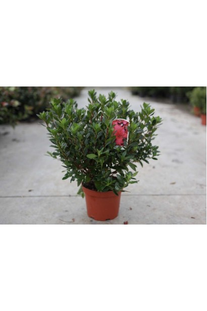 Саджанець Madame Galle із насиченим зеленим листям.