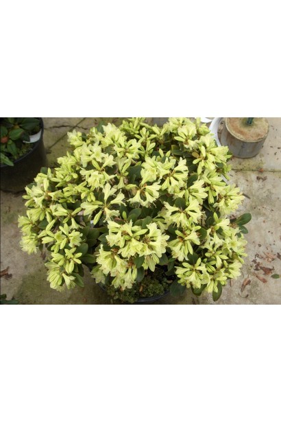 Ніжні світло-жовті квіти Shamrock вражають красою.