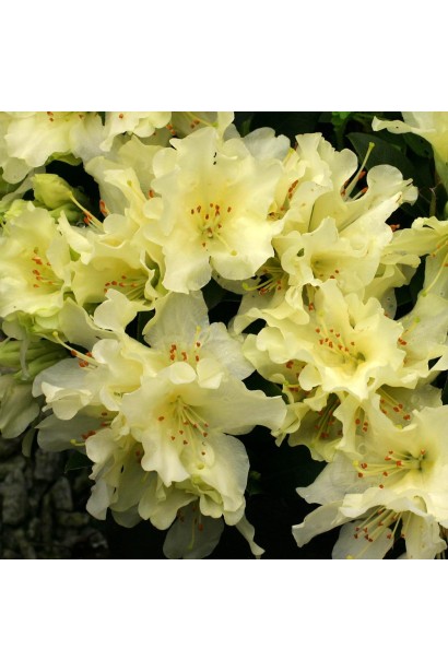 Кущ Shamrock прикрашає сад весняним цвітінням.