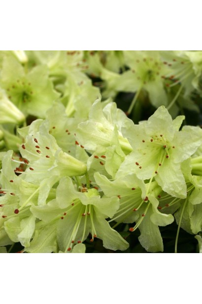 Квітучий Shamrock додає ніжності до весняного ландшафту.