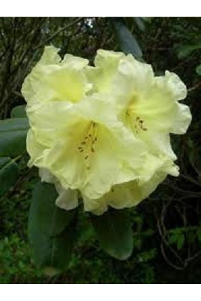 Рододендрон Шемрок