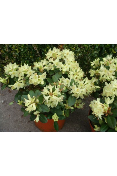 Саджанці Shamrock доступні у садовому центрі.