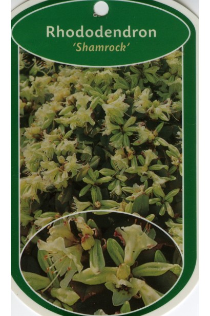 Rhododendron Shamrock