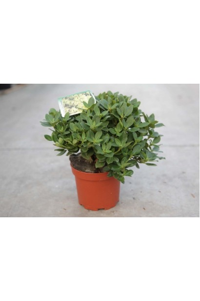 Rhododendron Shamrock у контейнері готовий до посадки.