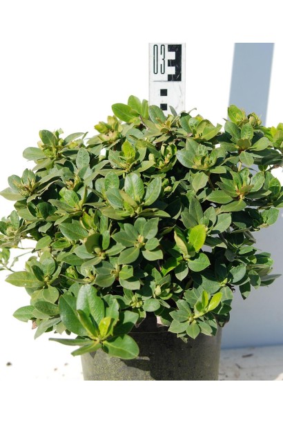 Рододендрон Шемрок - 5л/вис.20-25см/Ø30-35см/