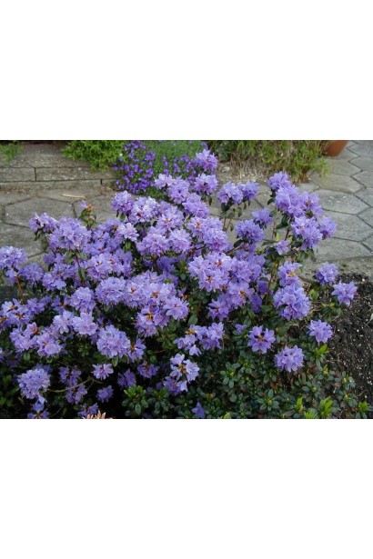 Компактний кущ рододендрону Блю Тіт у вашому саду.