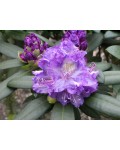 Рододендрон Блю Тіт Мажор | Рододендрон Блю Тит Мажор | Rhododendron Blue Tit Magor