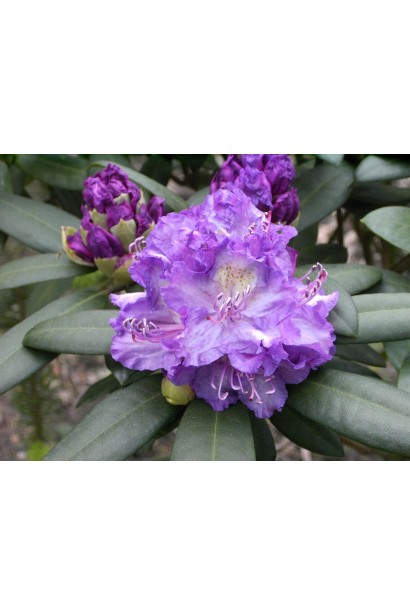 Рододендрон Блю Тіт Мажор 