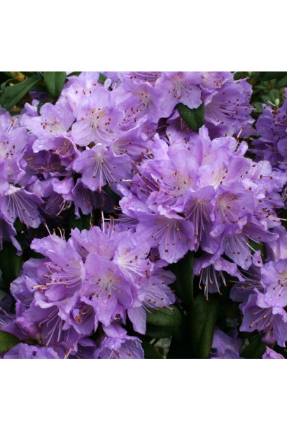 Blue Tit Magor квітне пишно навіть у півтіні.