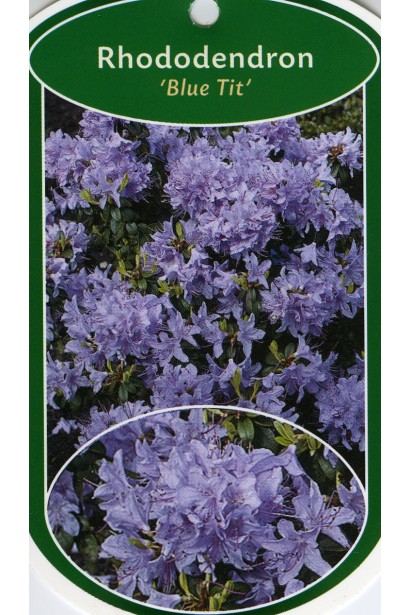 Рододендрон Блю Тіт Мажор